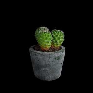 Textured Concrete Planter: Handmade Cement Pot, Modern Industrial Style