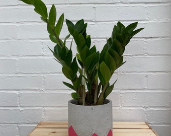 Philodendron Tripartitum Etsy