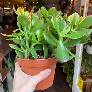 Crassula Ovata Sunset