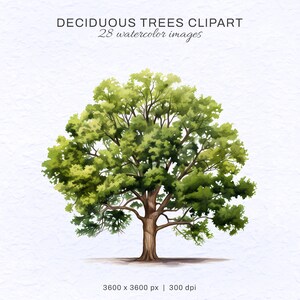 Deciduous Trees png, Watercolor Clipart, Nursery Wall Art, AI Generated Art, Watercolor Forest, Free for Commercial Use, Digital Download