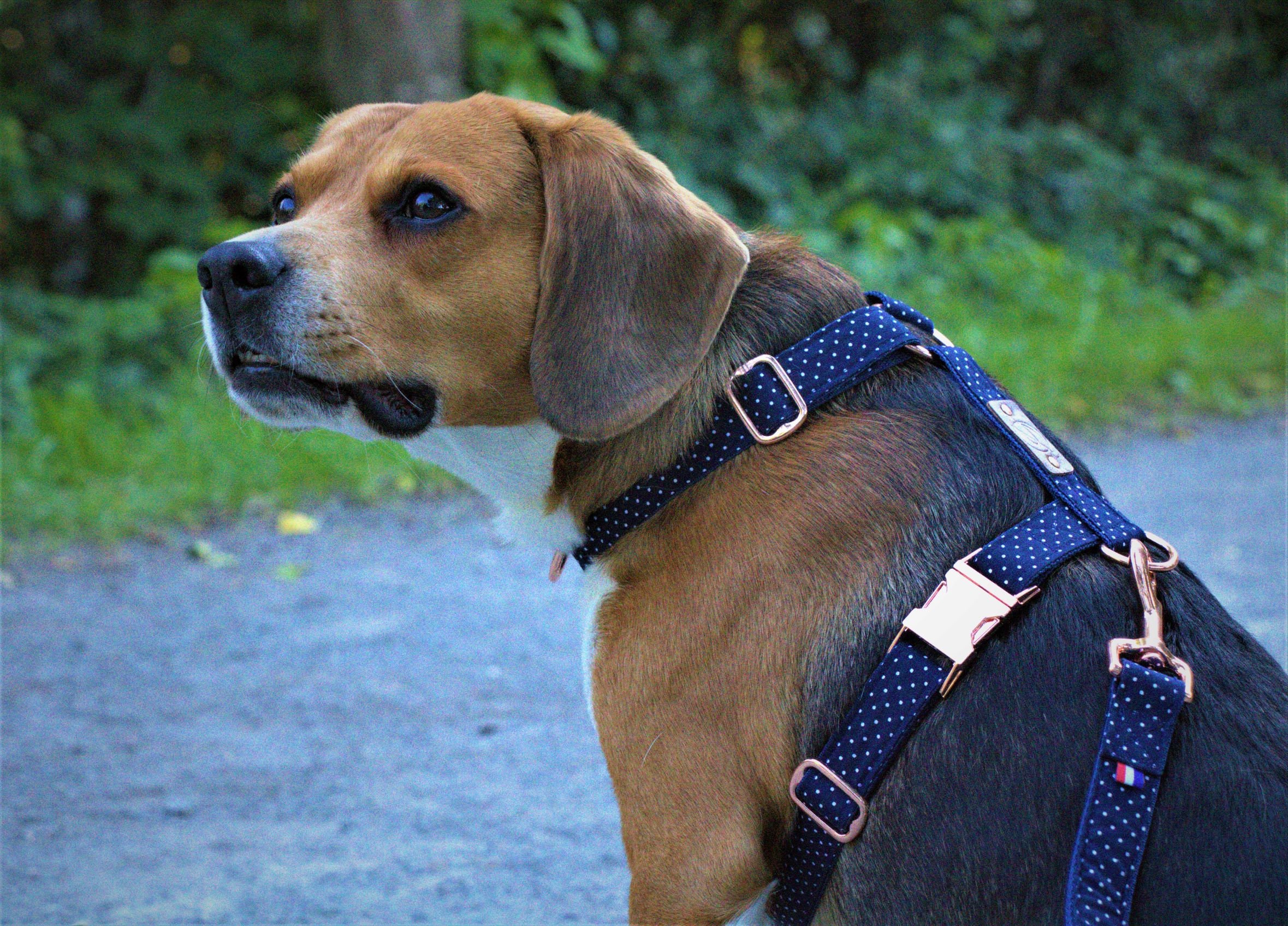 Harnais Collection Galaxie ~ Chien et Chat