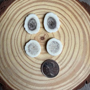 SET #13 Elk antler cabochon SET of 2 pairs natural shed elk antler cabochons for beading