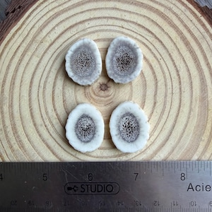 May include: Four oval-shaped slices of antler with a porous, dark brown centre and a smooth, cream-coloured outer ring. A metal ruler is positioned at the bottom, showing the slices measure approximately 2 to 2.5 cm in width.