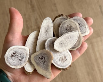 Random 1pc Elk Antler slice