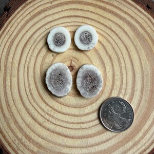 SET #10 Elk antler cabochon SET of 2 pairs natural shed elk antler cabochons for beading