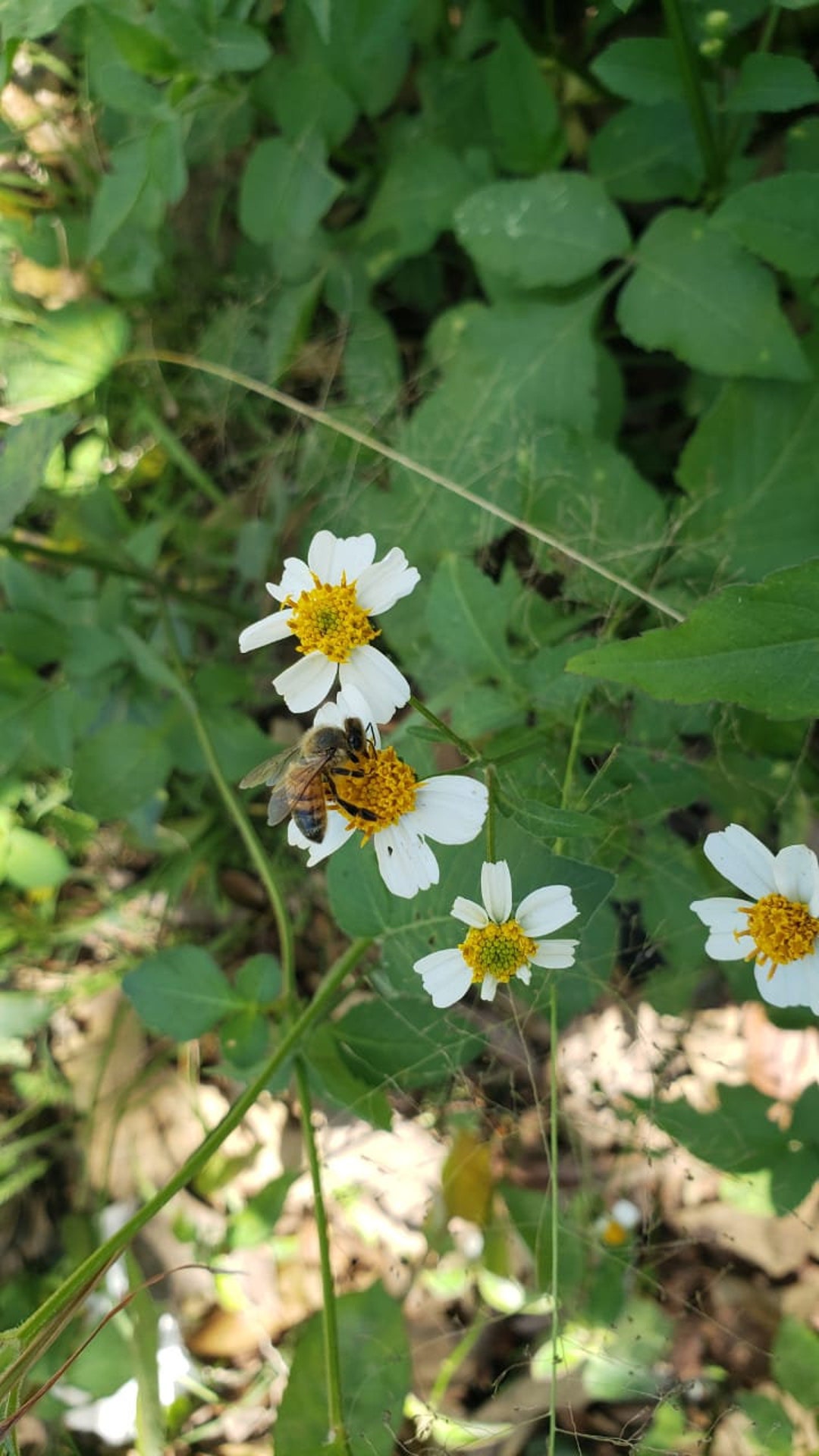SPANISH NEEDLE Herb Leaves, Roots & Stem air Dried, Wild Crafted 100