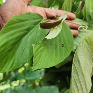 Wild Hops (Flemingia Strobilifera) - Dried & Grounded | 100% Wildcrafted Jamaican Herb | Free Shipping |