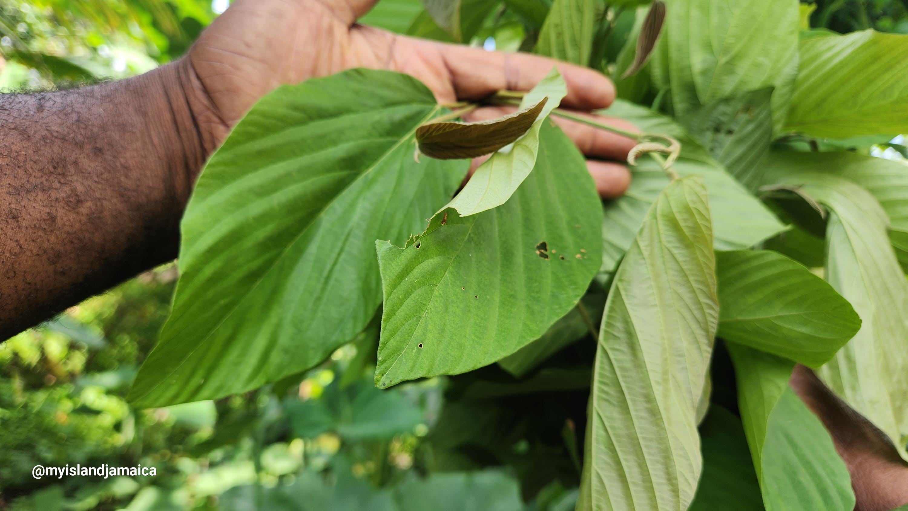 Wild Hops (Flemingia Strobilifera) - Dried & Grounded | 100% Wildcrafted Jamaican Herb | Free Shipping |