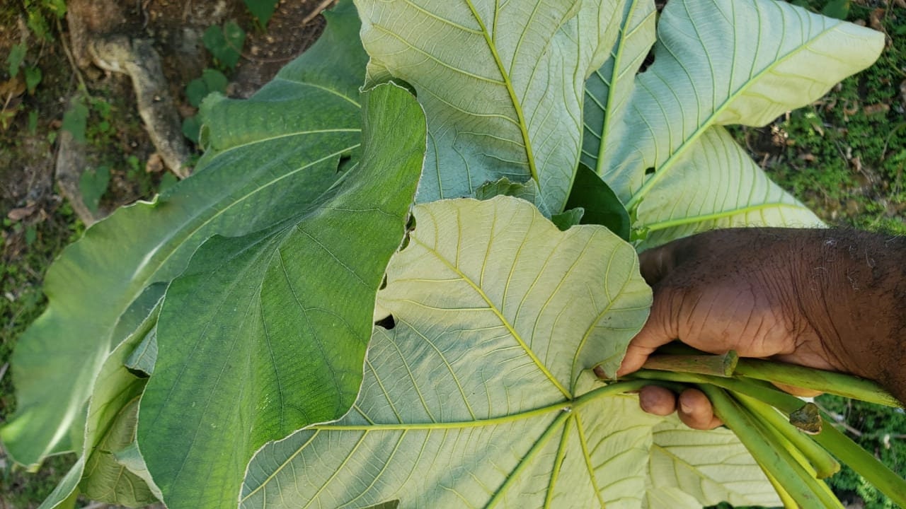 TRUMPET LEAF cecropia Peltata Airdried & Grounded Wild Etsy UK