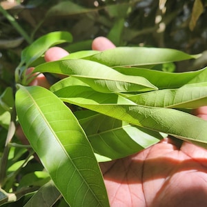 Wildcrafted Mango Leaves (Mangifera indica) | 100% Organic & Sun-Dried | Hand-Picked in Jamaica | Free Shipping