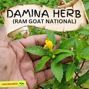 JAMAICAN DAMIANA (Ram Goat Dash Along) (Grounded)  100% WildCrafted Fresh Dried | ORGANIC | Jamaican | Ram Goat Regular | Turnera Diffusa