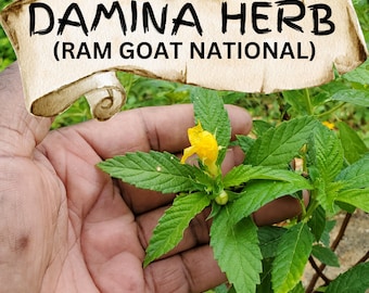 JAMAICAN DAMIANA (Ram Goat Dash Along) (Grounded)  100% WildCrafted Fresh Dried | ORGANIC | Jamaican | Ram Goat Regular | Turnera Diffusa