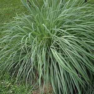 May include: A close-up of a green lemongrass plant with long, thin leaves. The plant is growing in a grassy area.