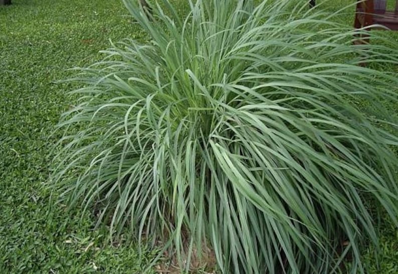 May include: A close-up of a green lemongrass plant with long, thin leaves. The plant is growing in a grassy area.