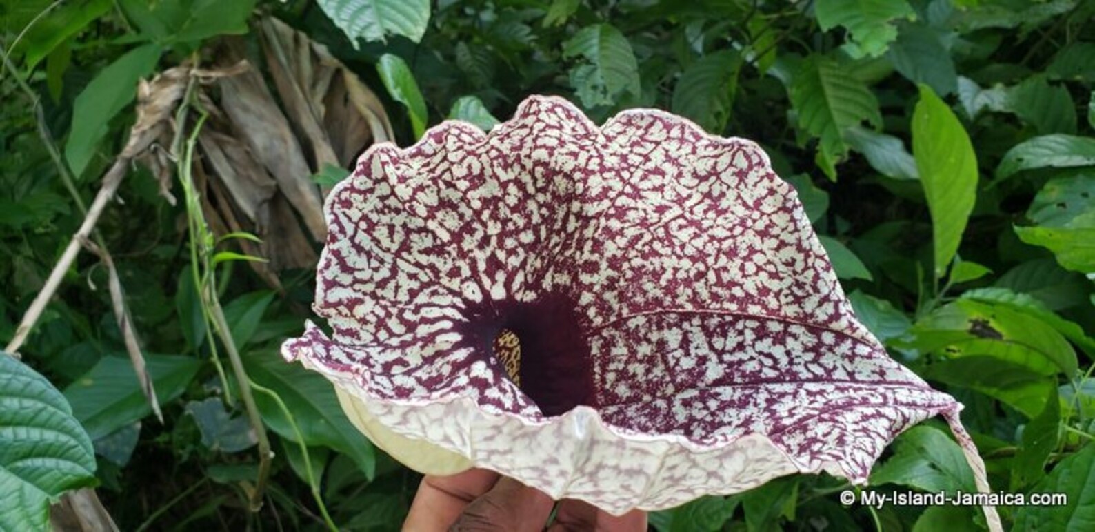 DUCK FLOWER Detox 100 WildCrafted Fresh Dried ORGANIC Etsy