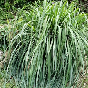 WILDCRAFTED Lemon Grass aka Jamaican Fever Grass / Cymbopogon citratus image 6
