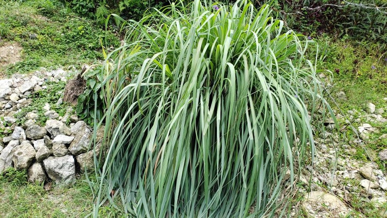 WILDCRAFTED Lemon Grass aka Jamaican Fever Grass / Cymbopogon citratus image 6