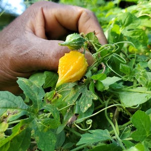 Peut inclure: Une main tient une courge am&egrave;re jaune, &eacute;galement appel&eacute;e melon amer, qui pousse sur une vigne avec des feuilles vertes.