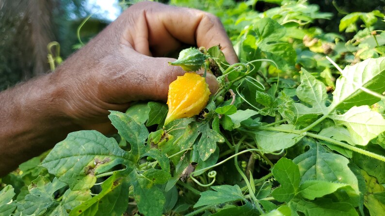 Peut inclure: Une main tient une courge am&egrave;re jaune, &eacute;galement appel&eacute;e melon amer, qui pousse sur une vigne avec des feuilles vertes.
