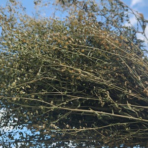 Shepherd’s Purse (Capsella bursa-pastoris) | 100% Wildcrafted | Organic | Dried & Grounded Jamaican Herb | Free Shipping
