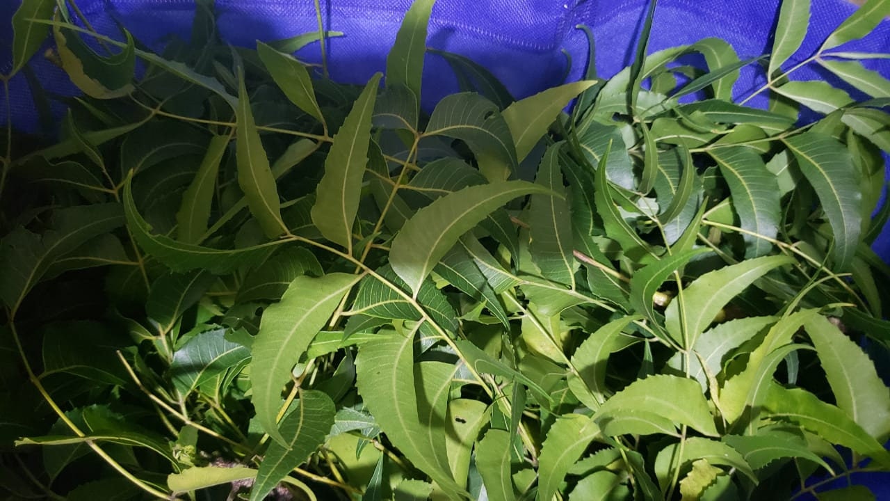 NEEM LEAVES (Powder) - 100% WildCrafted - Air Dried Picked fresh to ship | Certified fresh from Jamaica | Jamaican Herb