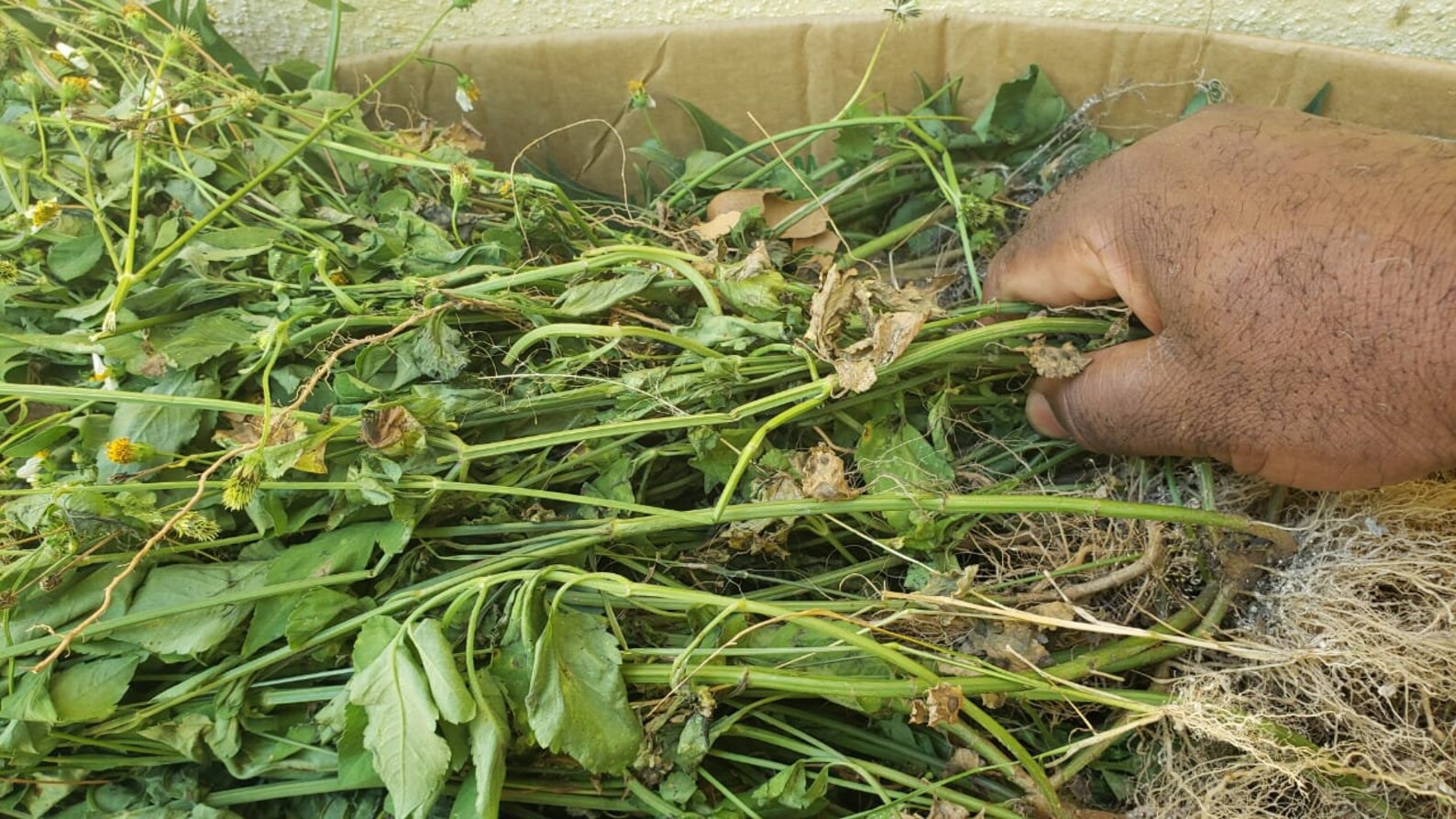 SPANISH NEEDLE Medicinal herb Leaves Roots & Stem Air Etsy