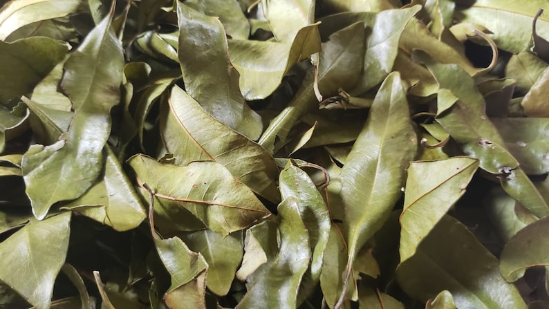 100% Jamaican Pimento Leaves WildCrafted Allspice Leaves | Etsy