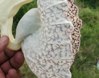 Duck Flower - Flor de Pato | Contribo herb| Palo Guaco (Aristolochia Grandiflora)