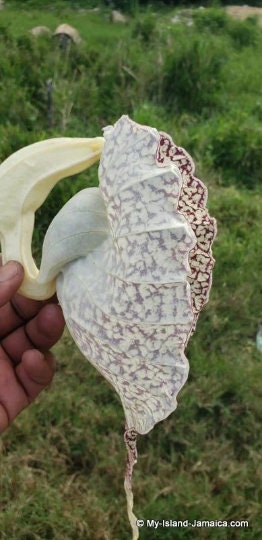 Duck flower, Contribo, Aristolochia grandiflora