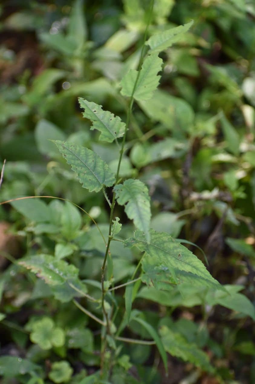 STINGING NETTLE - 100% Wildcrafted (jamaican Cowitch) | Hand Picked ...
