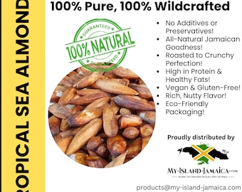 Jamaican Sea Almonds | Wildcrafted Tropical Almond Nuts