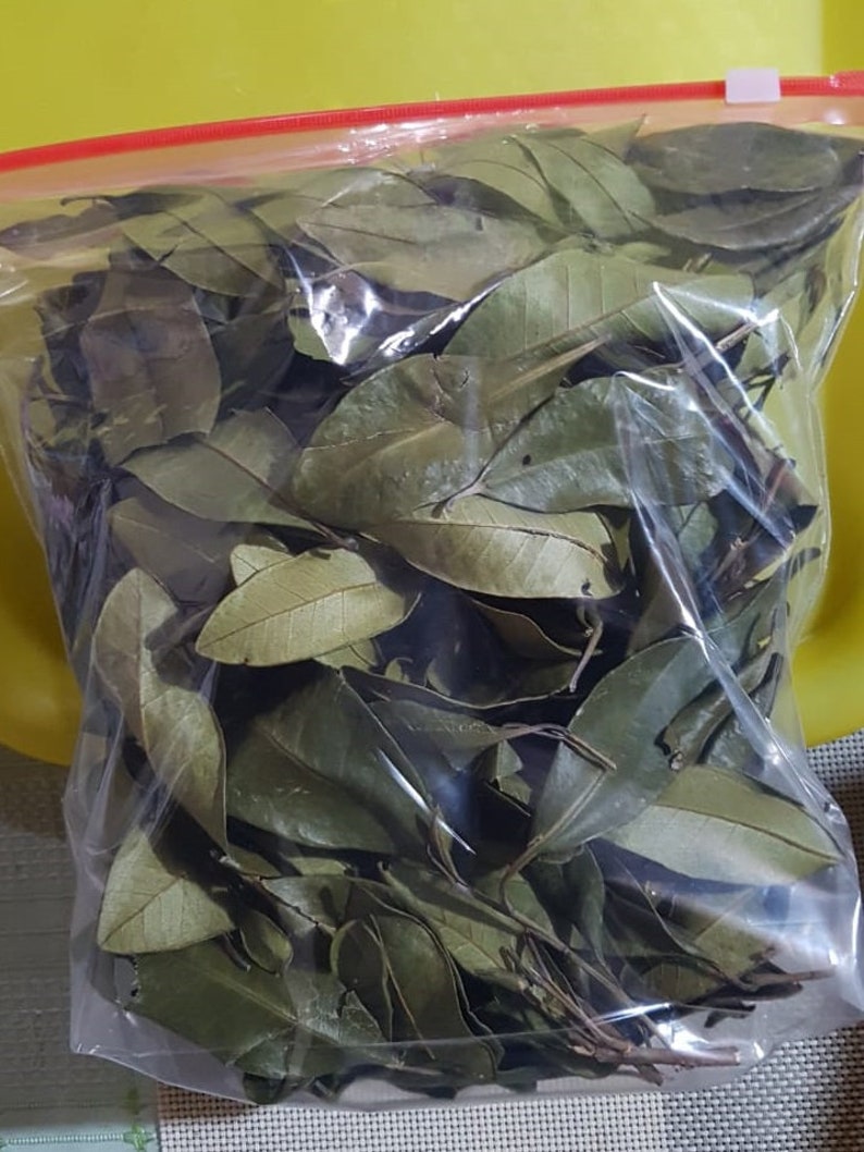 100 Jamaican Pimento Leaves WildCrafted Allspice Leaves Etsy