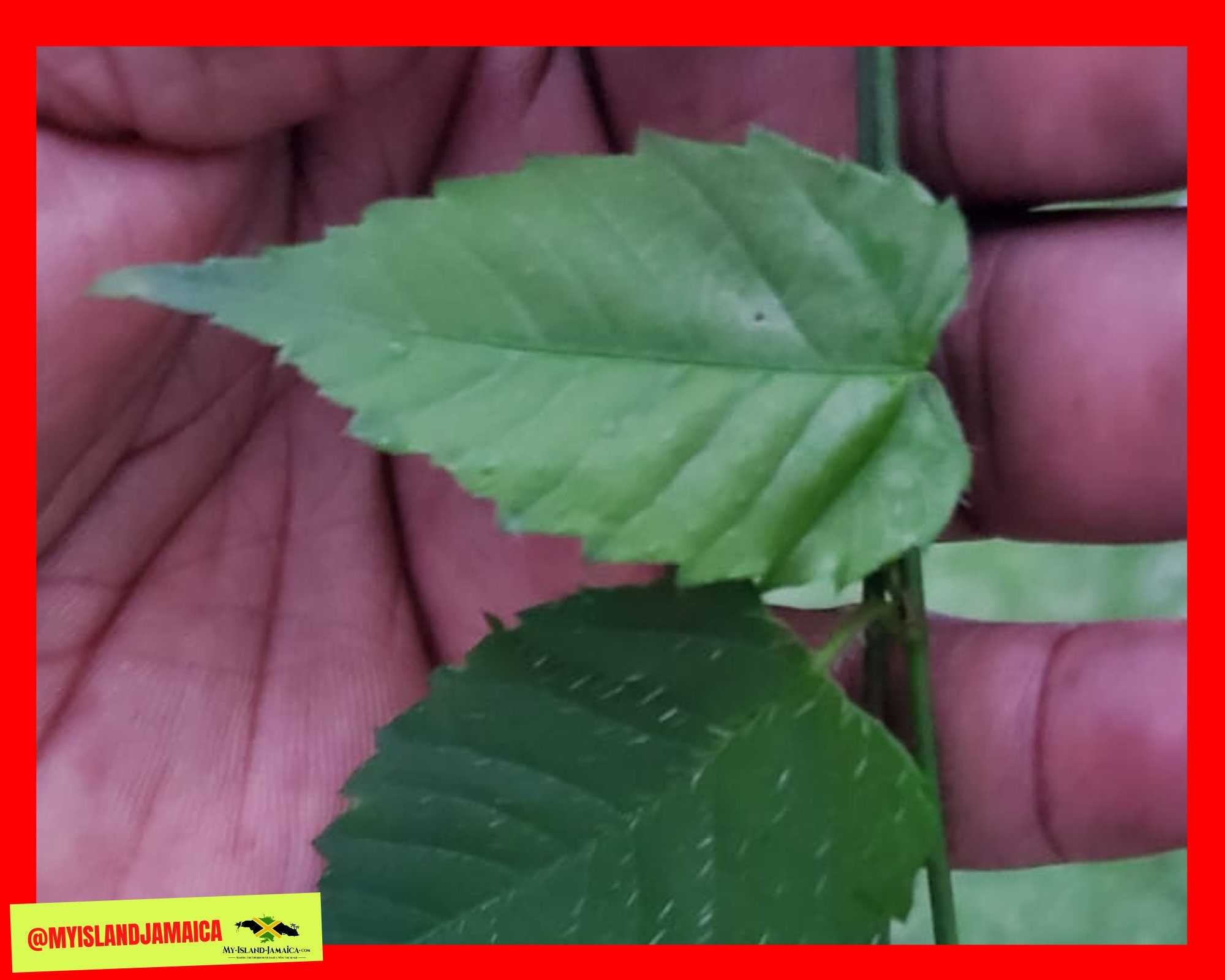 STINGING NETTLE - 100% Wildcrafted (jamaican Cowitch) | Hand Picked ...