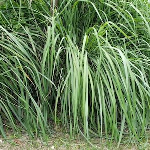 May include: A close-up of a patch of tall, green grass with long, thin blades. The grass is growing in a dense clump and is very lush.