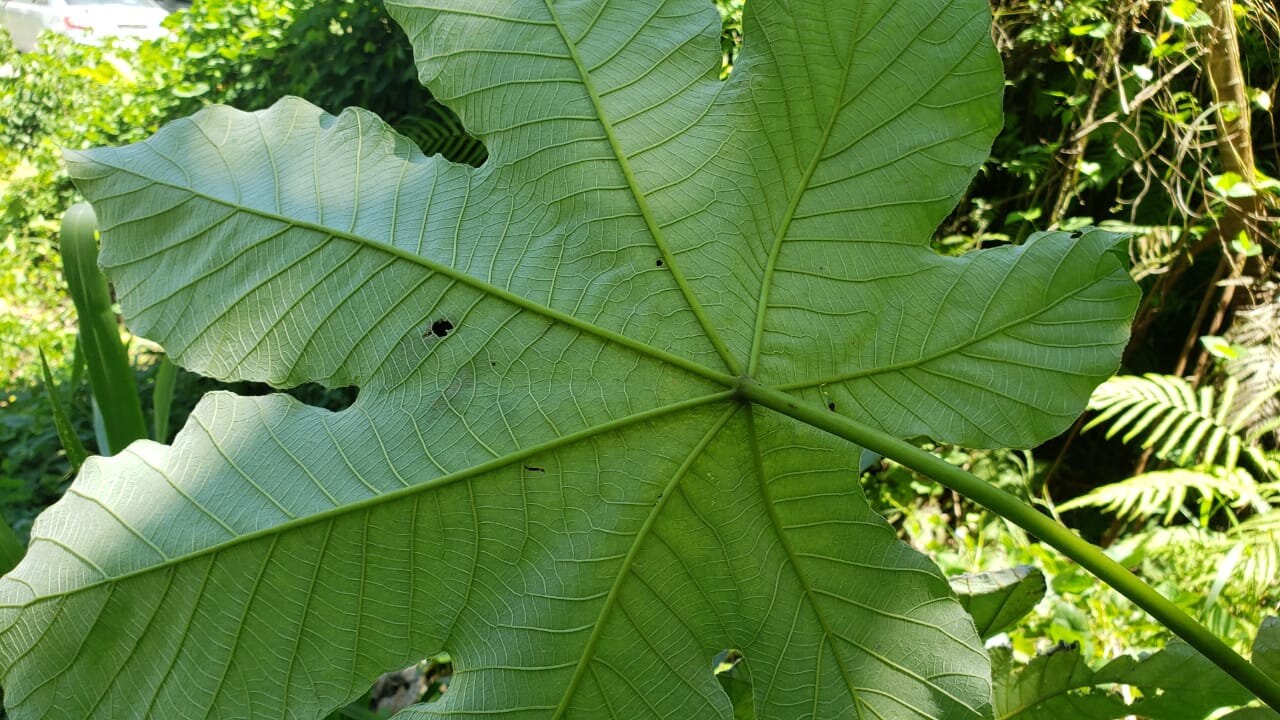 TRUMPET LEAF Cecropia peltata AirDried & Grounded Wild Etsy