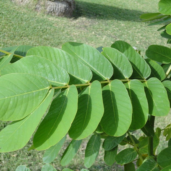 King Of The Forest | Cassia Alata | 100% ORGANIC & WildCrafted Fresh Dried and GROUNDED  | Candle Stick Bush | Certified Fresh From Jamaica