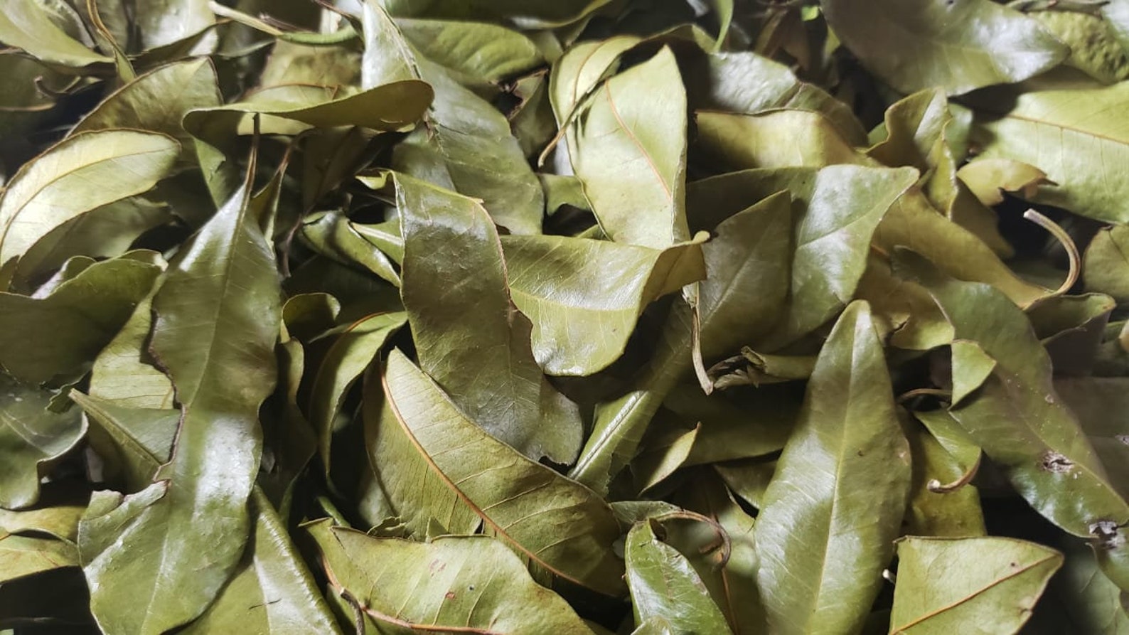 100 Jamaican Pimento Leaves GROUNDED Wildcrafted Allspice Etsy