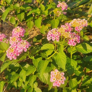 Lantana Camara (Dried & Grounded) | 100% Wildcrafted Jamaican Herb | Free Shipping | Natural Herbal Powder
