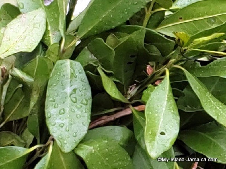 100% Jamaican Pimento Leaves WildCrafted Allspice Leaves | Etsy