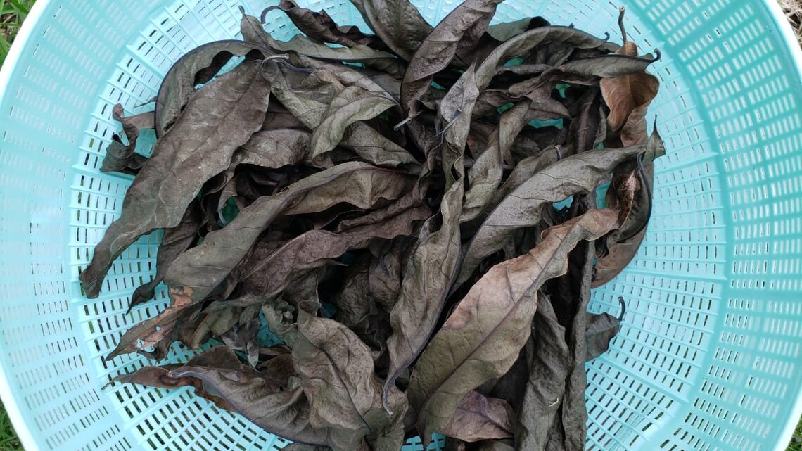 Jamaican CUSTARD APPLE Leaves grounded Fresh Air Dried Etsy Canada