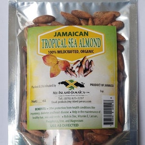 100% Jamaican ALMOND NUTS (Tropical Almond) | SuperFood | Organic and Wild Crafted Sea Almond / Indian Almond | Cracked Open by hand