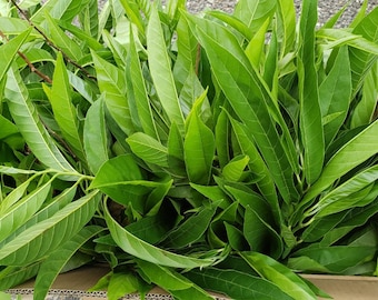 Jamaican CUSTARD APPLE Leaves (Grounded) | Fresh Air Dried  | 100%  Organic and Wildcrafted| Annona Reticulata