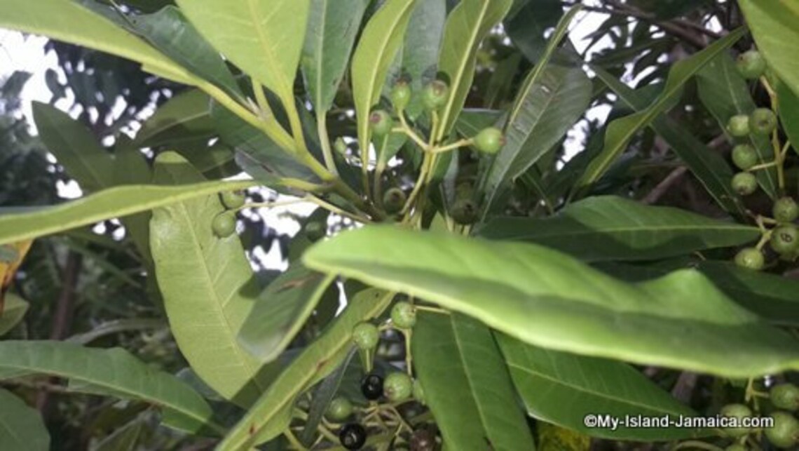 Jamaican PIMENTO Allspice Berries Whole HandPicked Etsy