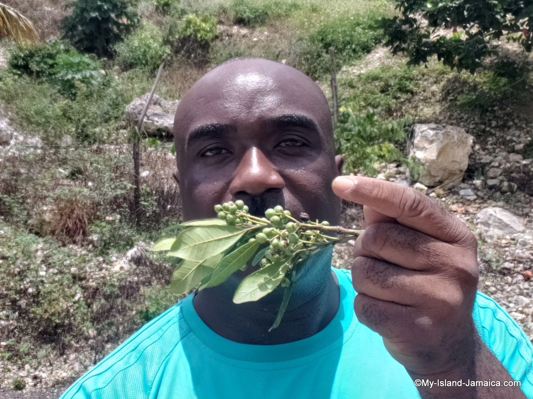 Jamaican PIMENTO allspice Berries whole Handpicked Etsy