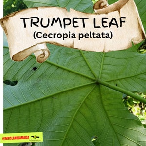 TRUMPET LEAF (Cecropia peltata) | AirDried & Grounded, Wild Crafted | Bacano Leaf| 100% Organic Certified fresh from Jamaica | Jamaican herb