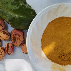 BIZZY - 100% Jamaican | Kola Nut | Wildcrafted, Hand Picked, Grated And Air-Dried | Cola Acuminata