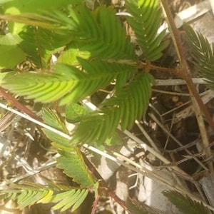 SHAMA O LADY - 100% Wildcrafted (Dead & Wake) | Mimosa Pudica | Hand Picked | Fresh Organically Grown|  | Dried and Grounded | touch me not