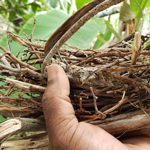 May include: A bird's nest made of twigs and small branches, held in a hand. The nest is a complex structure of interwoven brown and tan materials, with a natural, organic appearance. The background features green foliage.