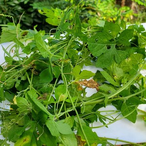 Peut inclure: Un tas de l&eacute;gumes verts feuillus frais sur une surface blanche.