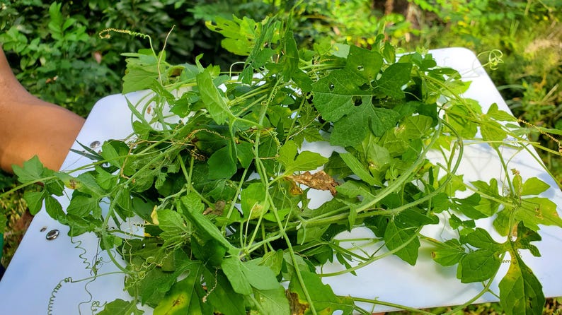 Peut inclure: Un tas de l&eacute;gumes verts feuillus frais sur une surface blanche.